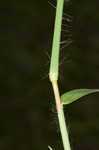 Hairy crabgrass